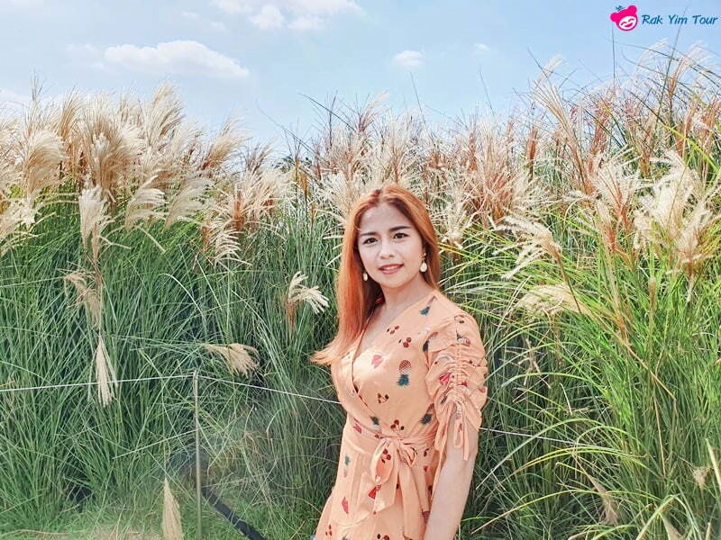 พิงค์ มูลลี่ ทุ่งดอกหญ้าสีชมพู ที่เกาะเชจู เกาหลีใต้