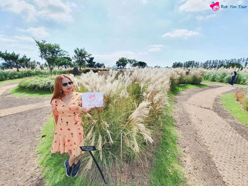 พิงค์ มูลลี่ ทุ่งดอกหญ้าสีชมพู ที่เกาะเชจู เกาหลีใต้