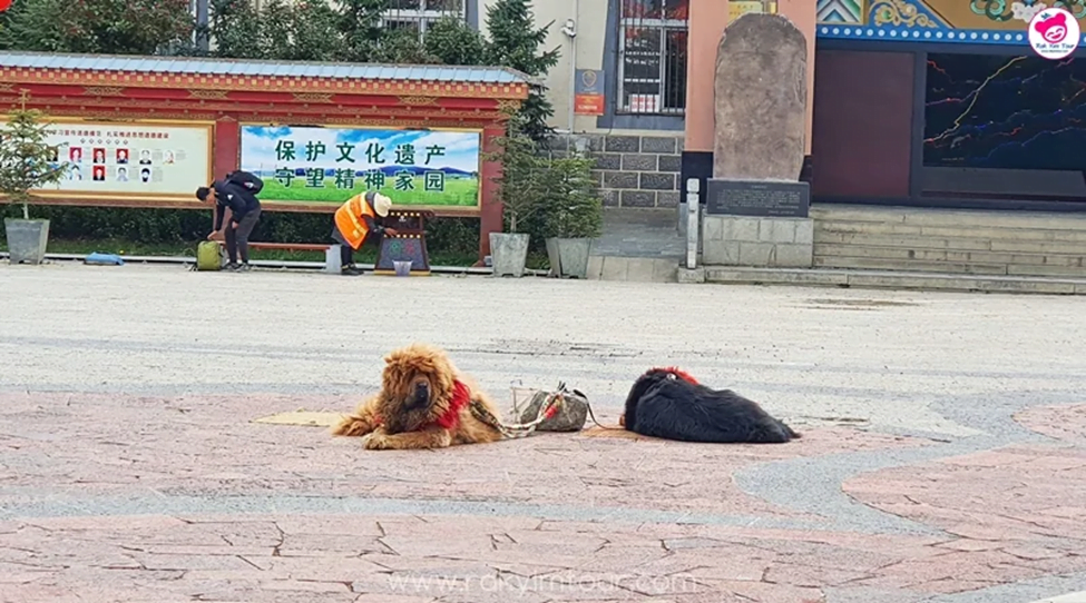เดินเล่น ย่านเมืองเก่า แชงกรีล่า สุดคลาสสิกที่ Dukezong Ancient Town