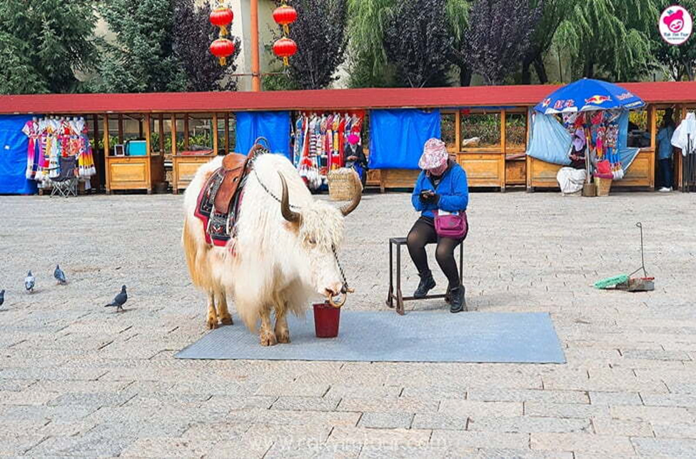 เดินเล่น ย่านเมืองเก่า แชงกรีล่า สุดคลาสสิกที่ Dukezong Ancient Town