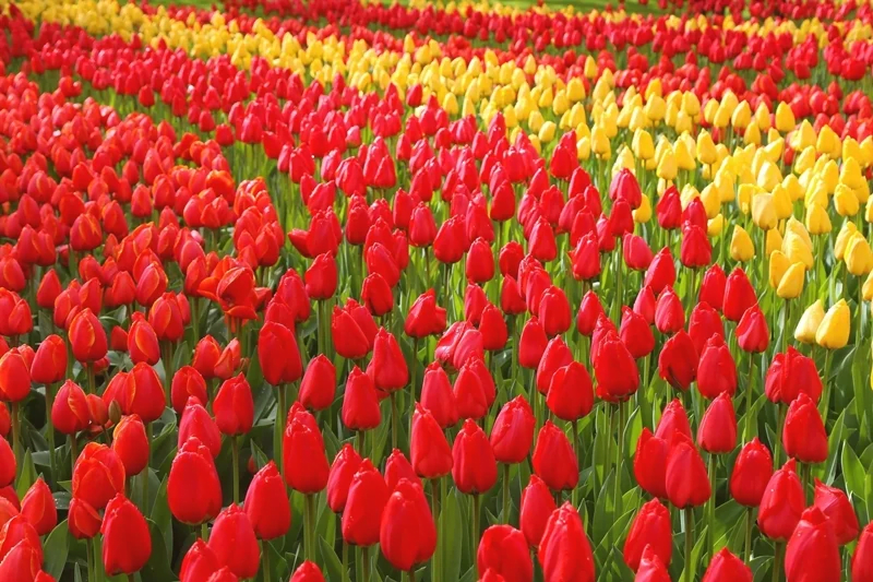 เคอเคนฮอฟ (Keukenhof) ดินแดนแห่งดอกทิวลิป เนเธอร์แลนด์