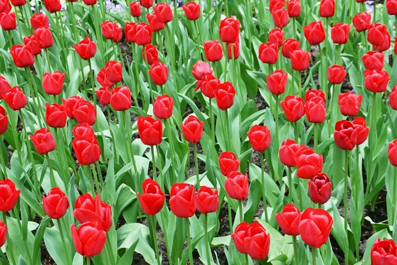 เคอเคนฮอฟ (Keukenhof) ดินแดนแห่งดอกทิวลิป เนเธอร์แลนด์
