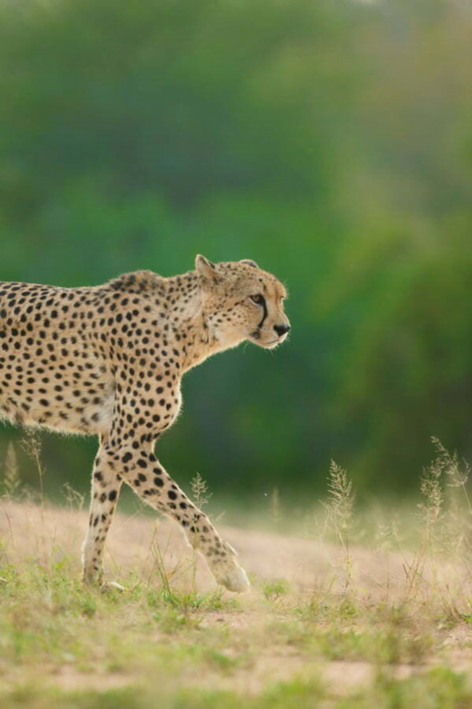 อุทยานแห่งชาติครูเกอร์, แอฟริกาใต้ (Kruger National Park, South Africa)
