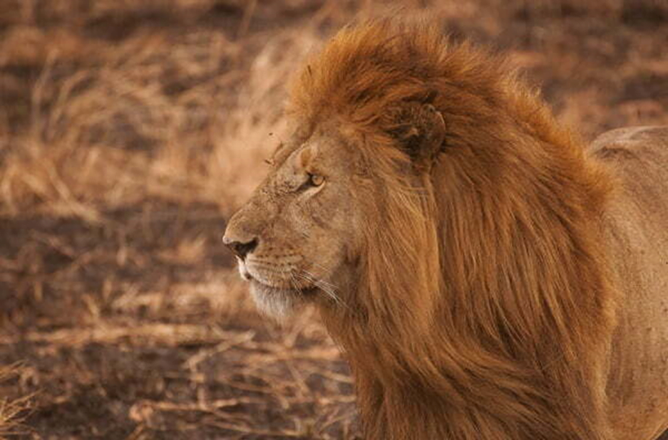 อุทยานแห่งชาติเซเรนเกตี-แทนซาเนีย-The-Serengeti-Tanzania