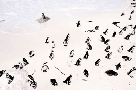 ส่องกองทัพ นกเพนกวิน ริมทะเล แอฟริกาใต้ 🐧🌴