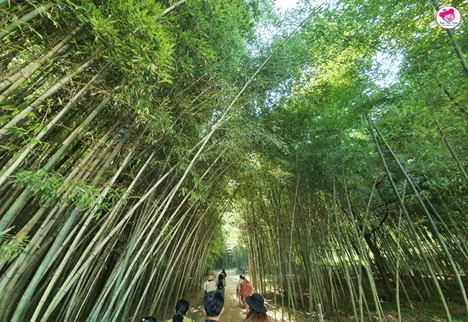 Juknokwon Bamboo Garden